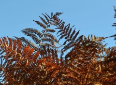  Nature feuilles !