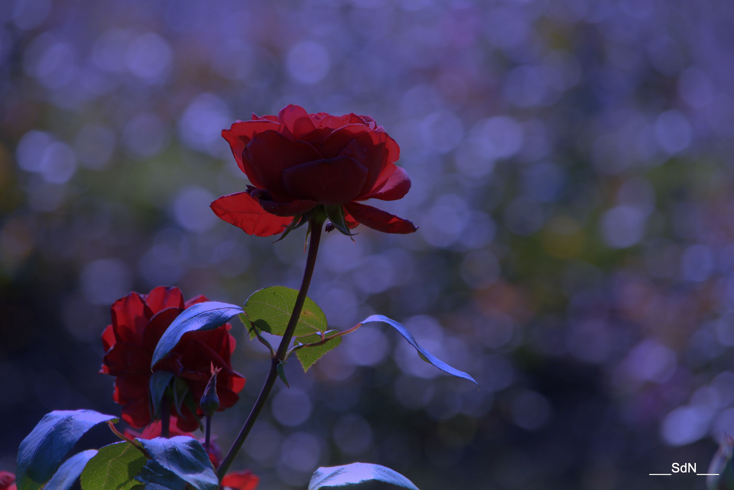 Fonds d'cran Nature Fleurs PARCS ET JARDINS