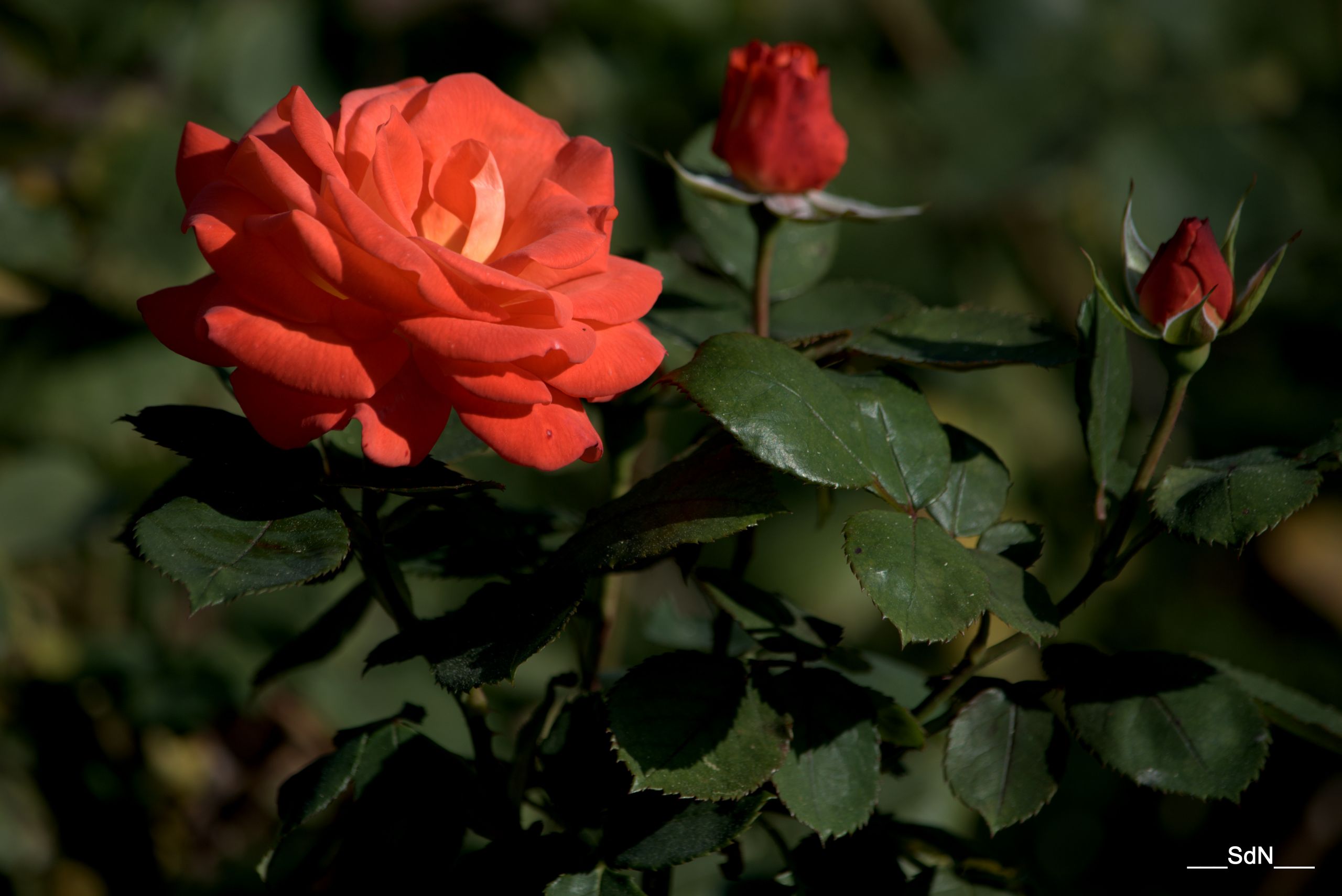 Fonds d'cran Nature Fleurs PARCS ET JARDINS