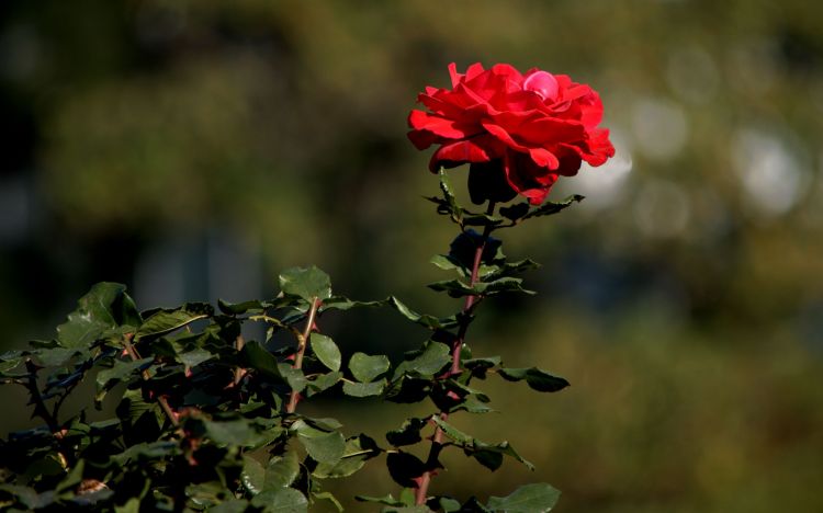 Fonds d'cran Nature Fleurs PARCS ET JARDINS