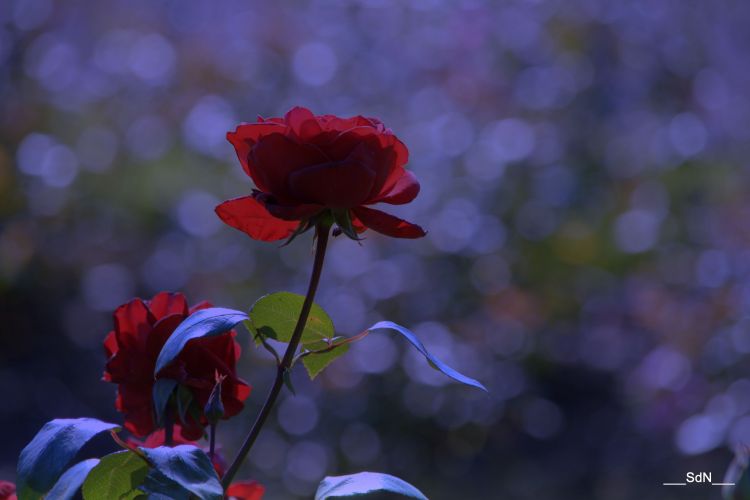 Fonds d'cran Nature Fleurs PARCS ET JARDINS