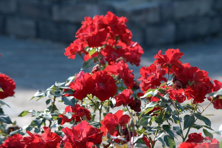 Fonds d'cran Nature Fleurs PARCS ET JARDINS