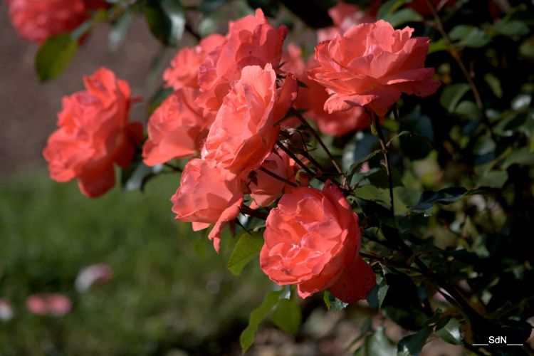 Fonds d'cran Nature Fleurs PARCS ET JARDINS