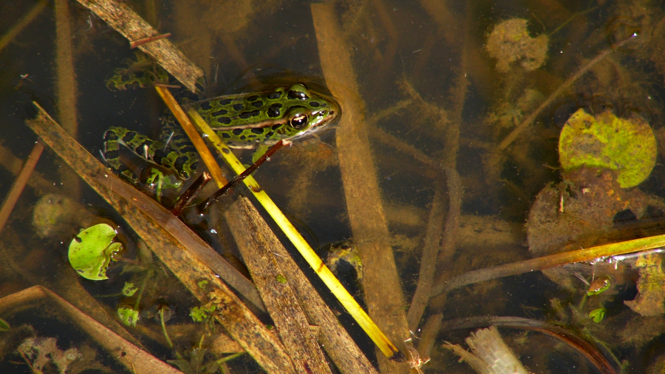 Fonds d'cran Animaux Grenouilles - Crapauds Grenouille02