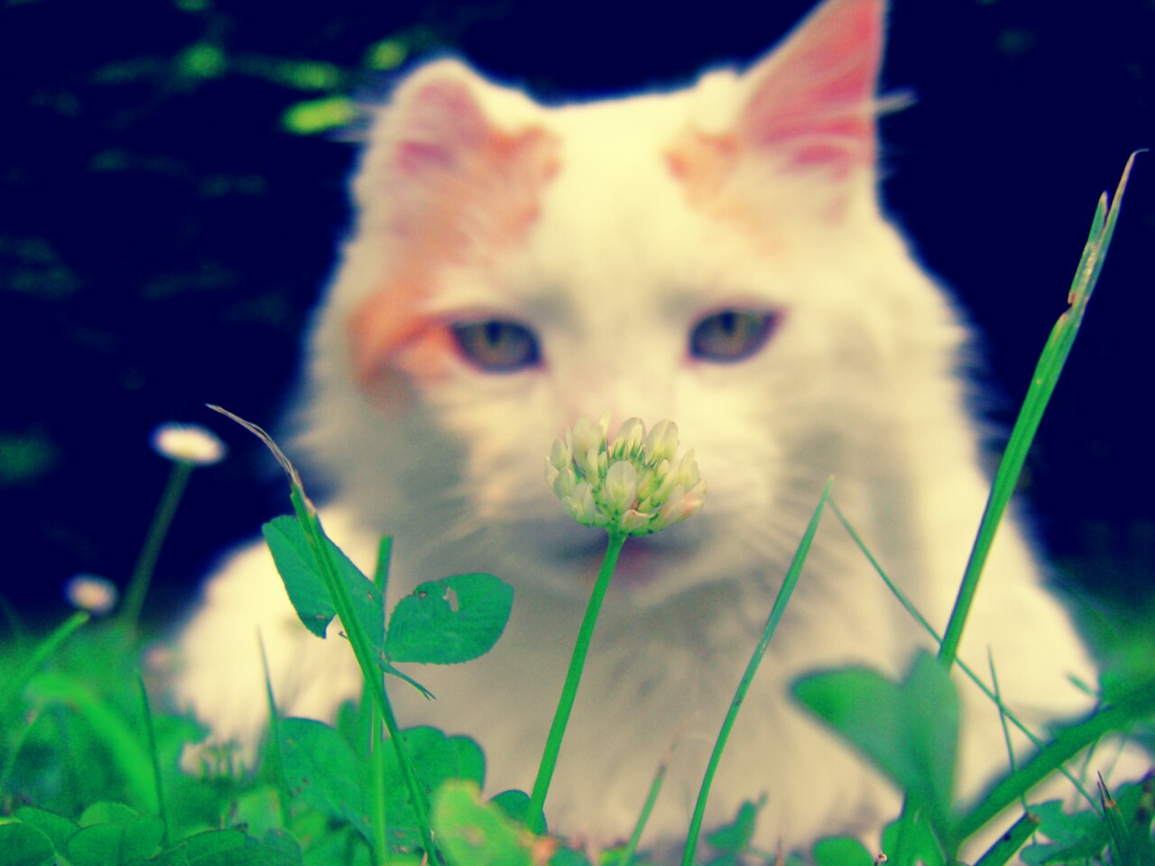 Fonds d'cran Animaux Chats - Chatons 