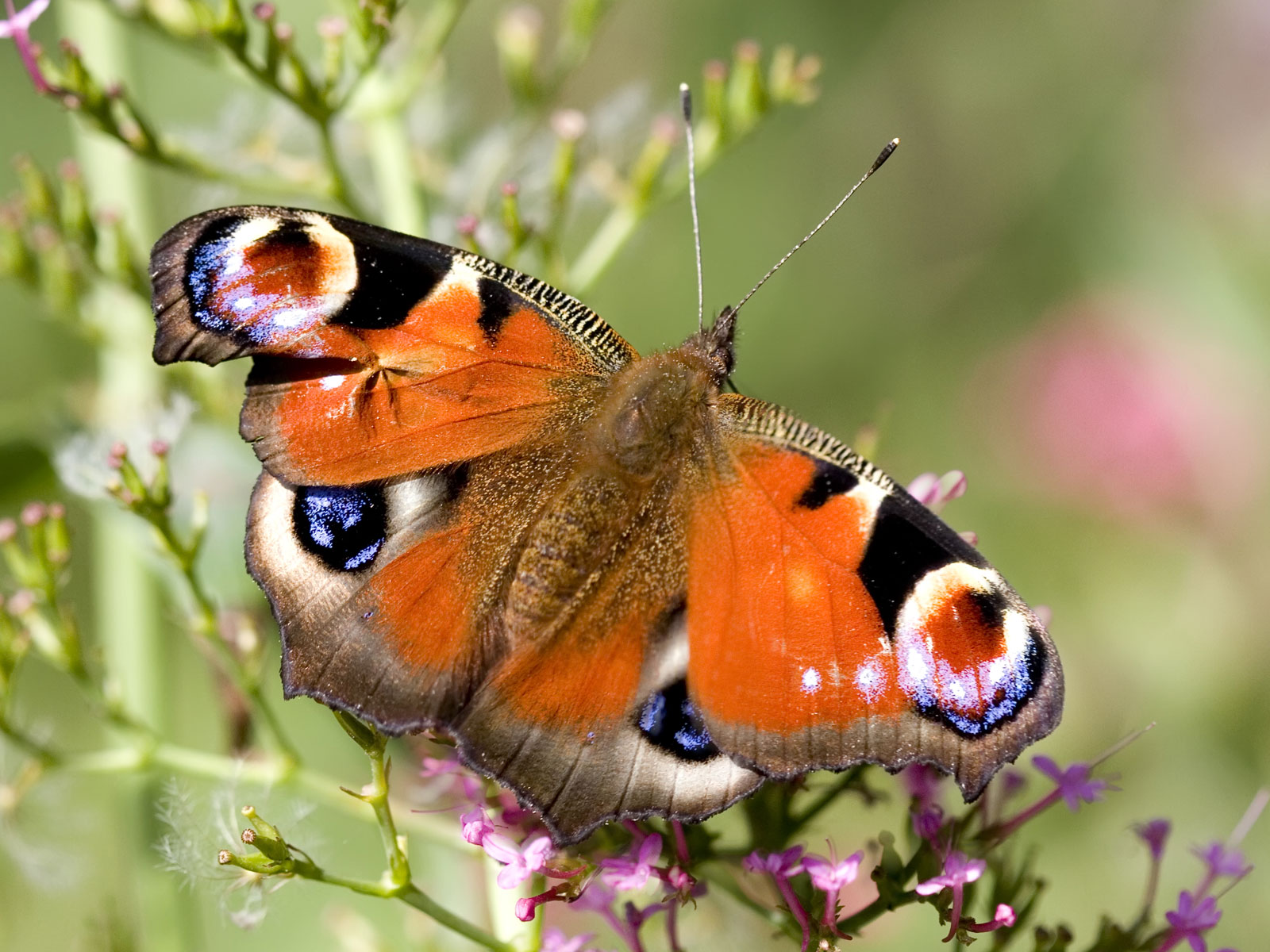 Wallpapers Animals Insects - Butterflies 