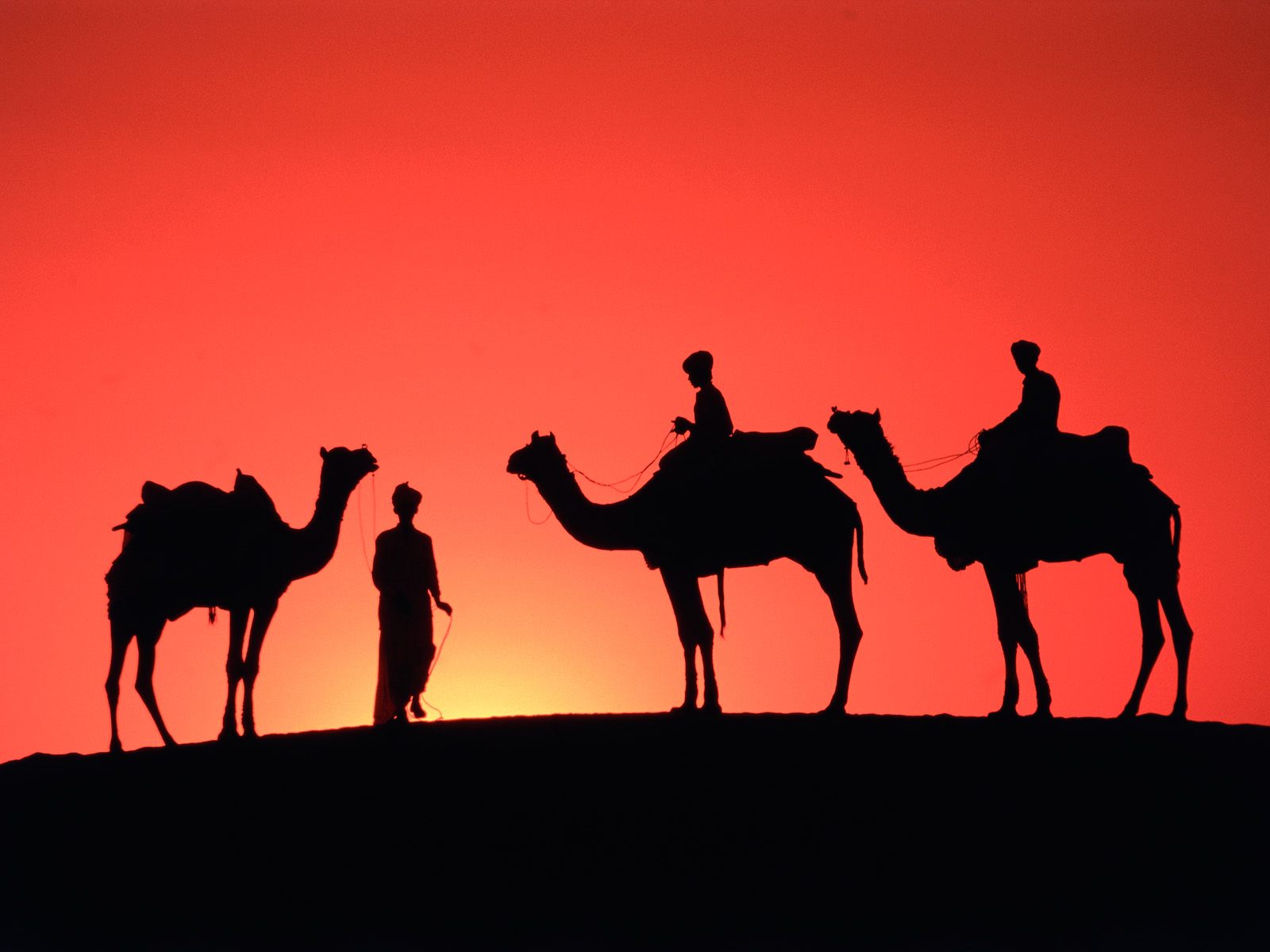 Wallpapers Animals Dromedaries - Camels 