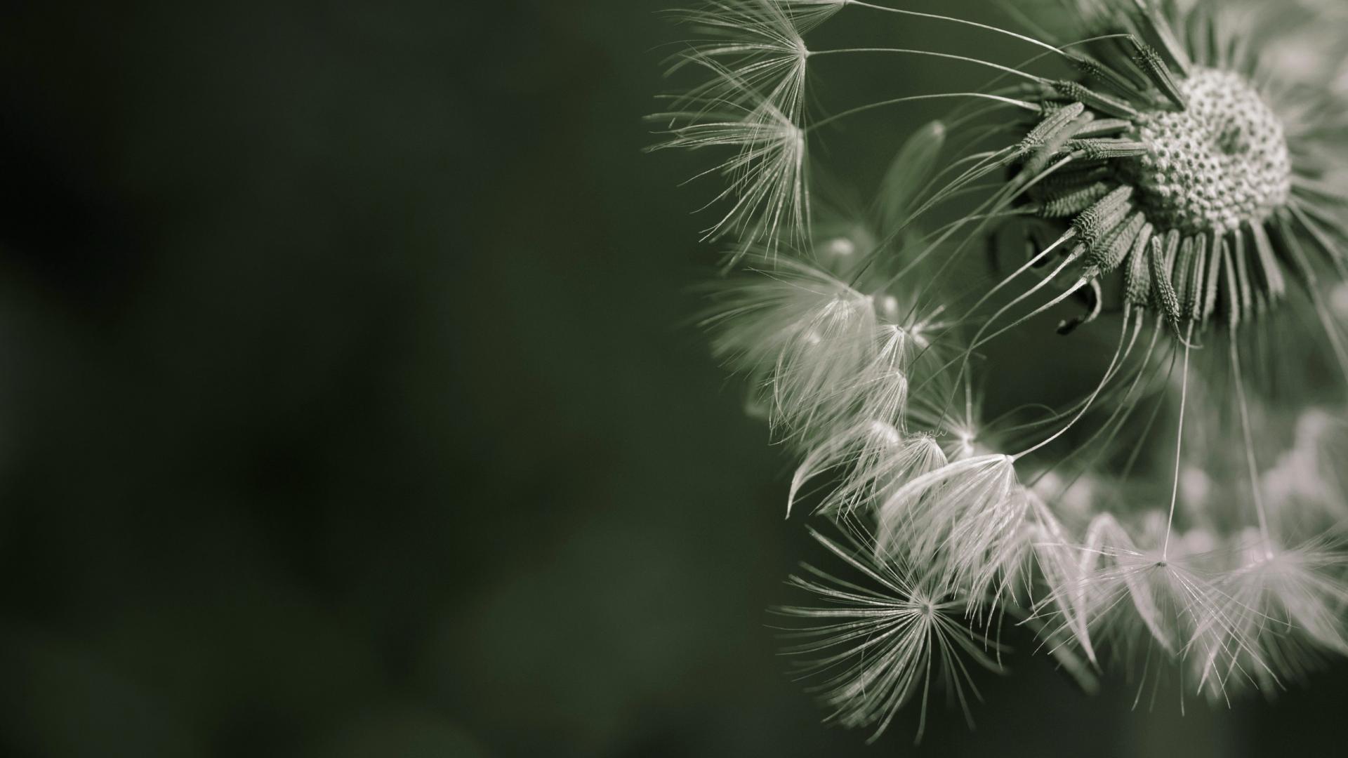 Fonds d'cran Nature Fleurs 