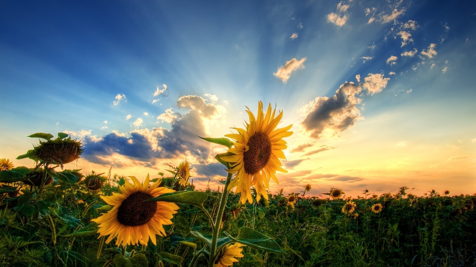 Fonds d'cran Nature Fleurs 