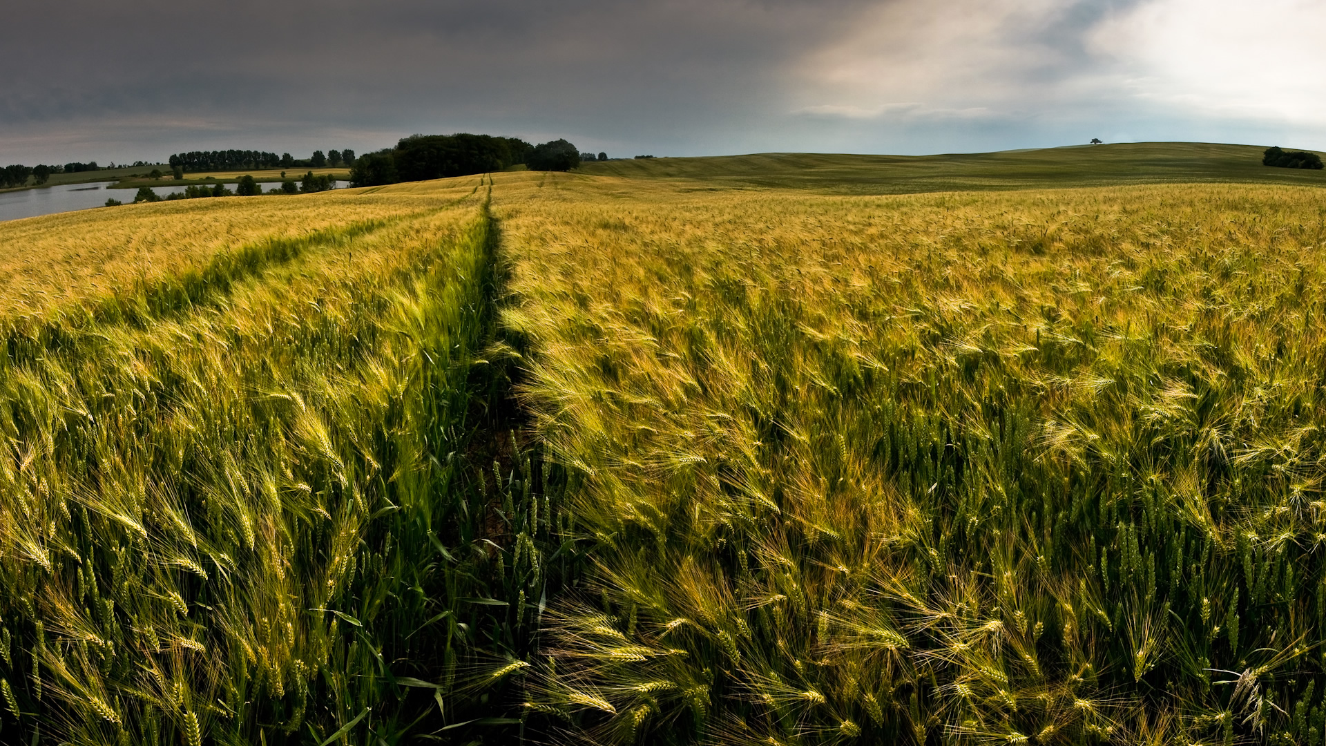 Fonds d'cran Nature Champs - Prairies 