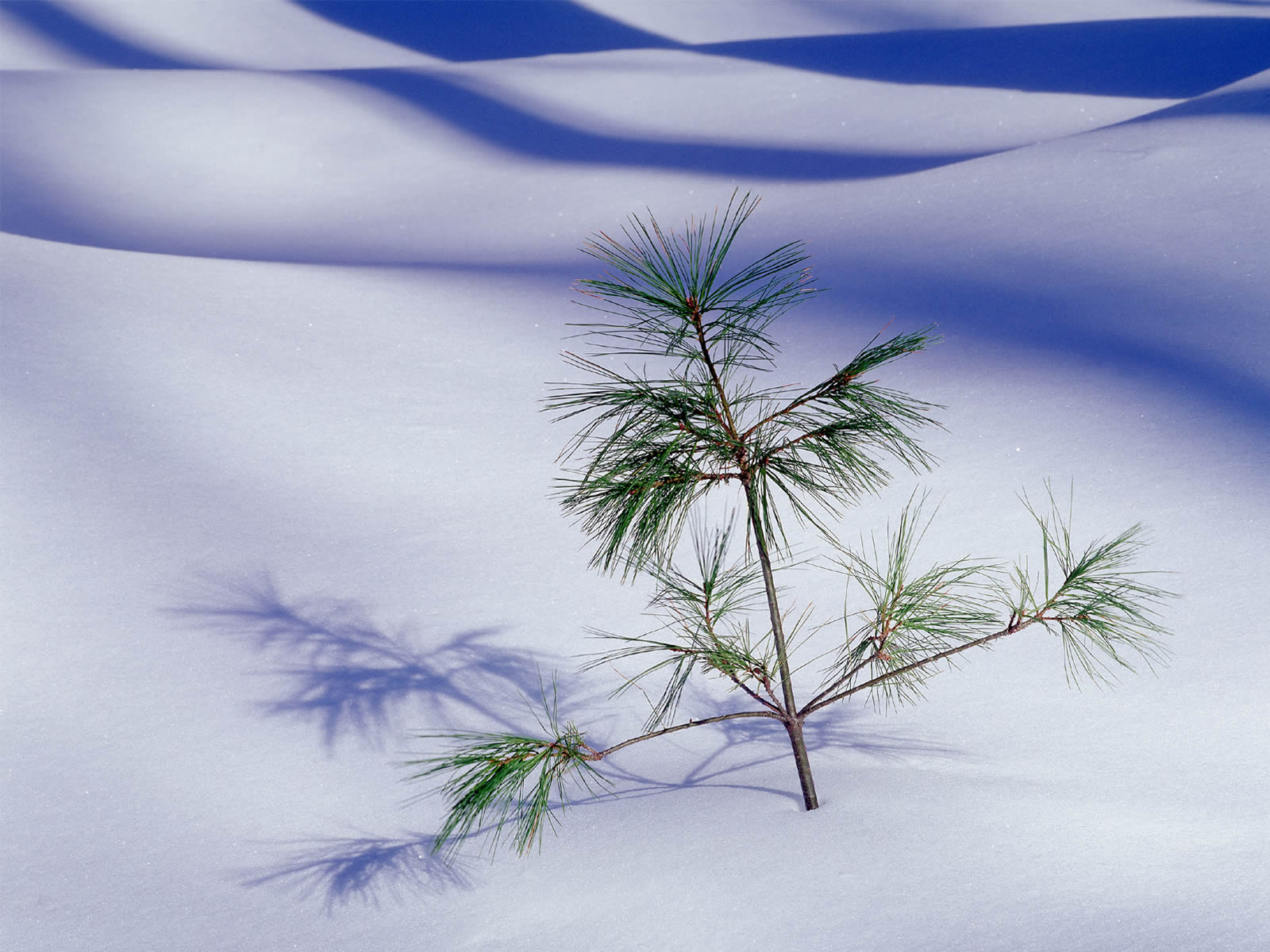 Fonds d'cran Nature Saisons - Hiver 