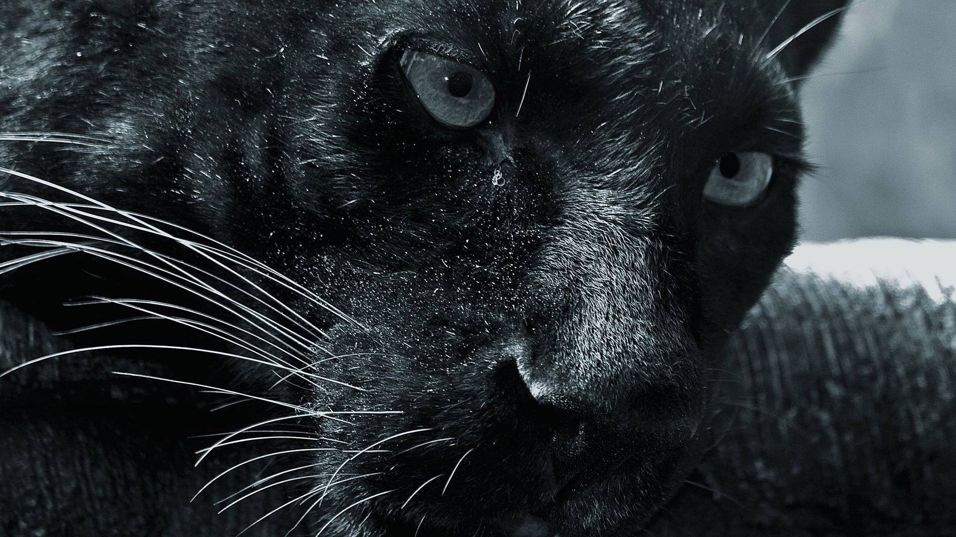 Wallpapers Animals Felines - Black panthers 