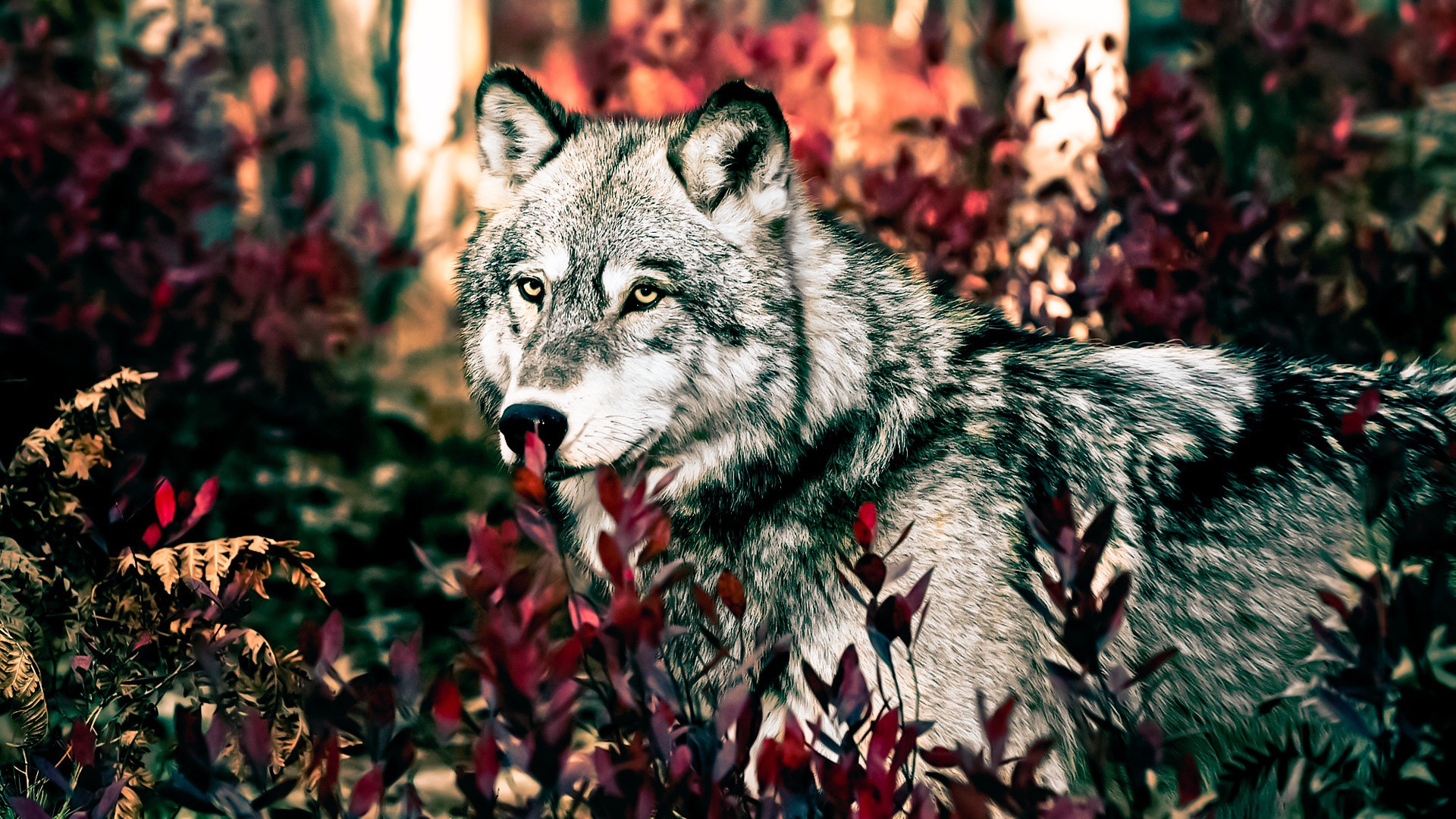 Wallpapers Animals Wolves 