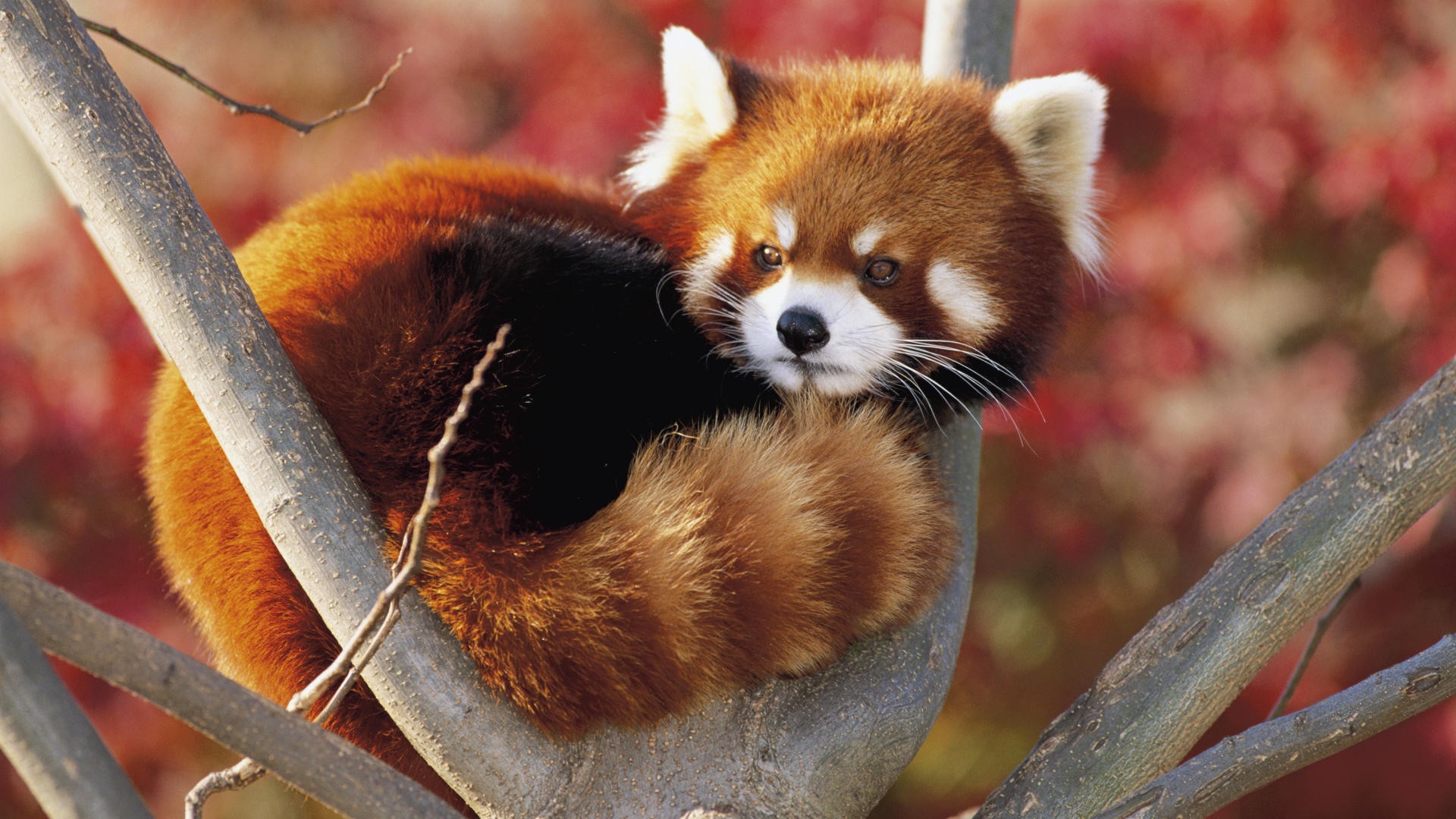 Fonds d'cran Animaux Pandas roux 