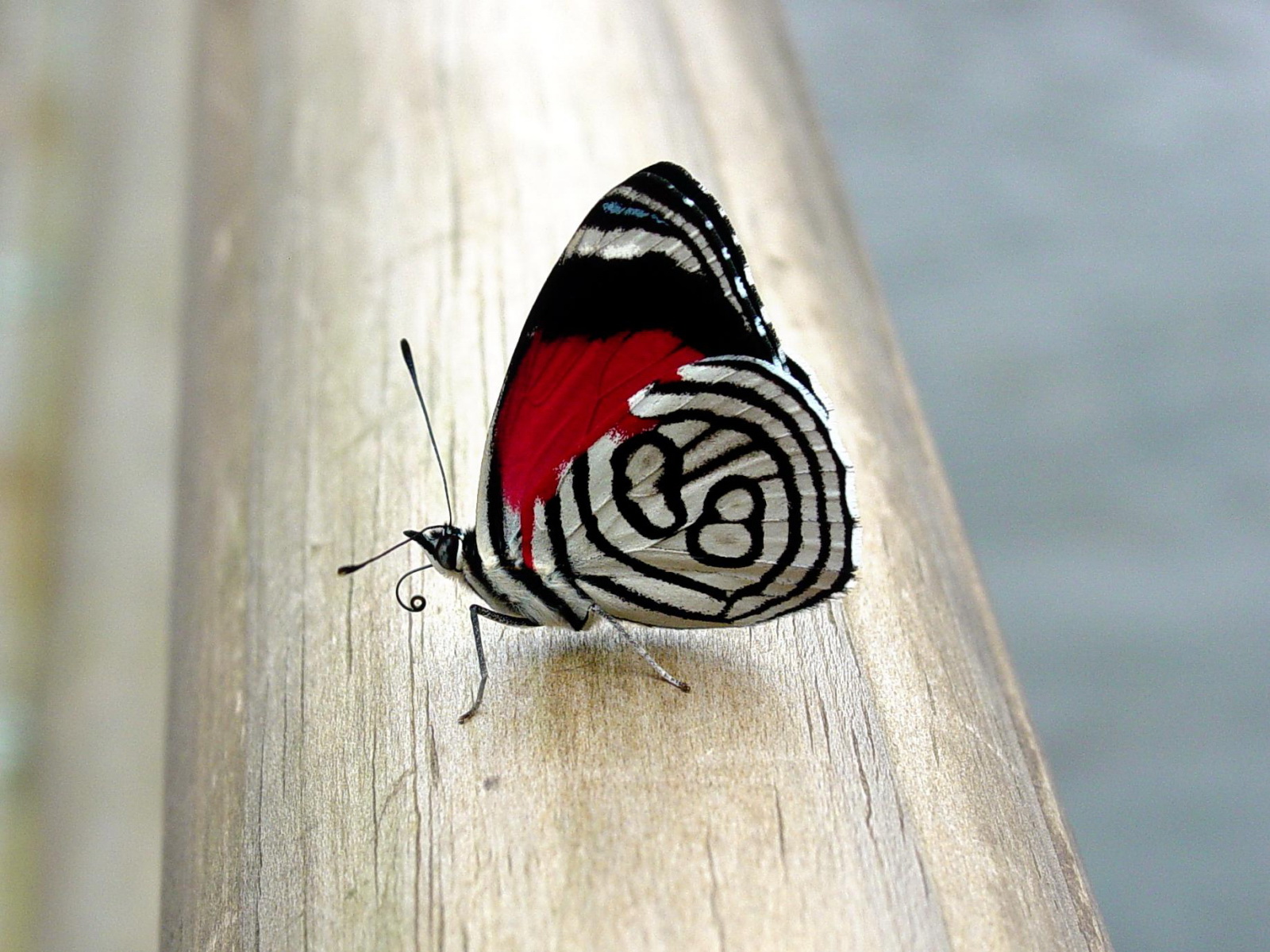 Fonds d'cran Animaux Insectes - Papillons 