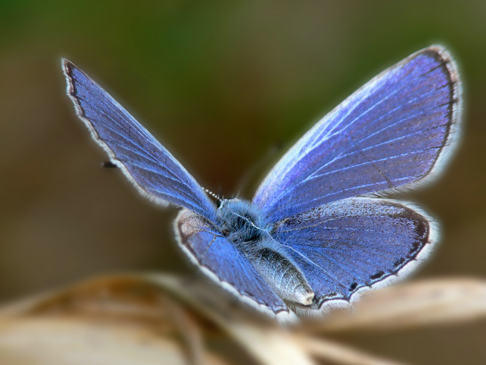 Fonds d'cran Animaux Insectes - Papillons 