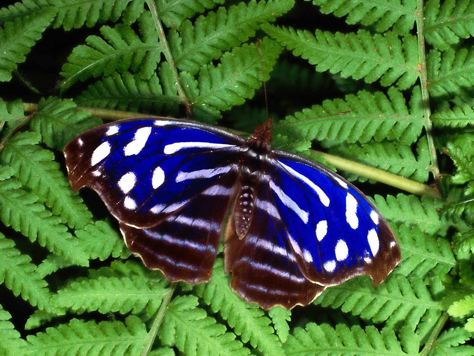 Wallpapers Animals Insects - Butterflies 