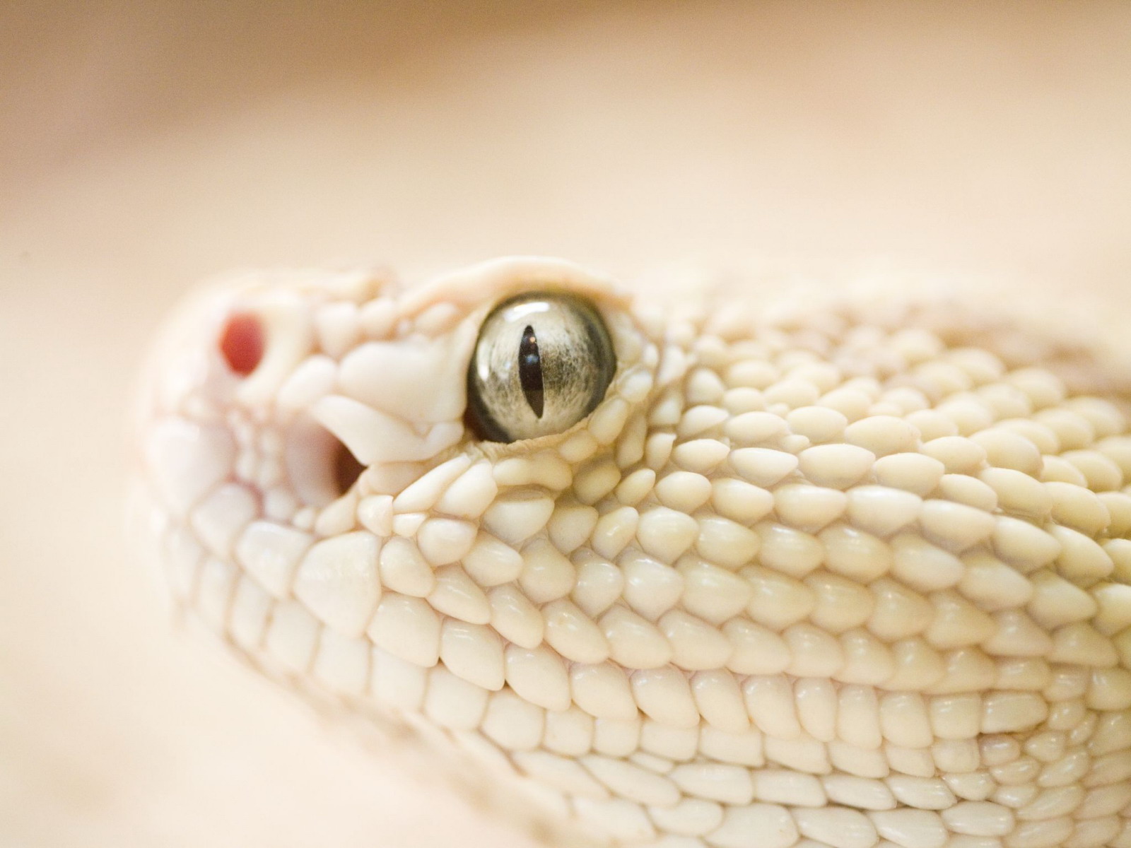 Wallpapers Animals Snakes 