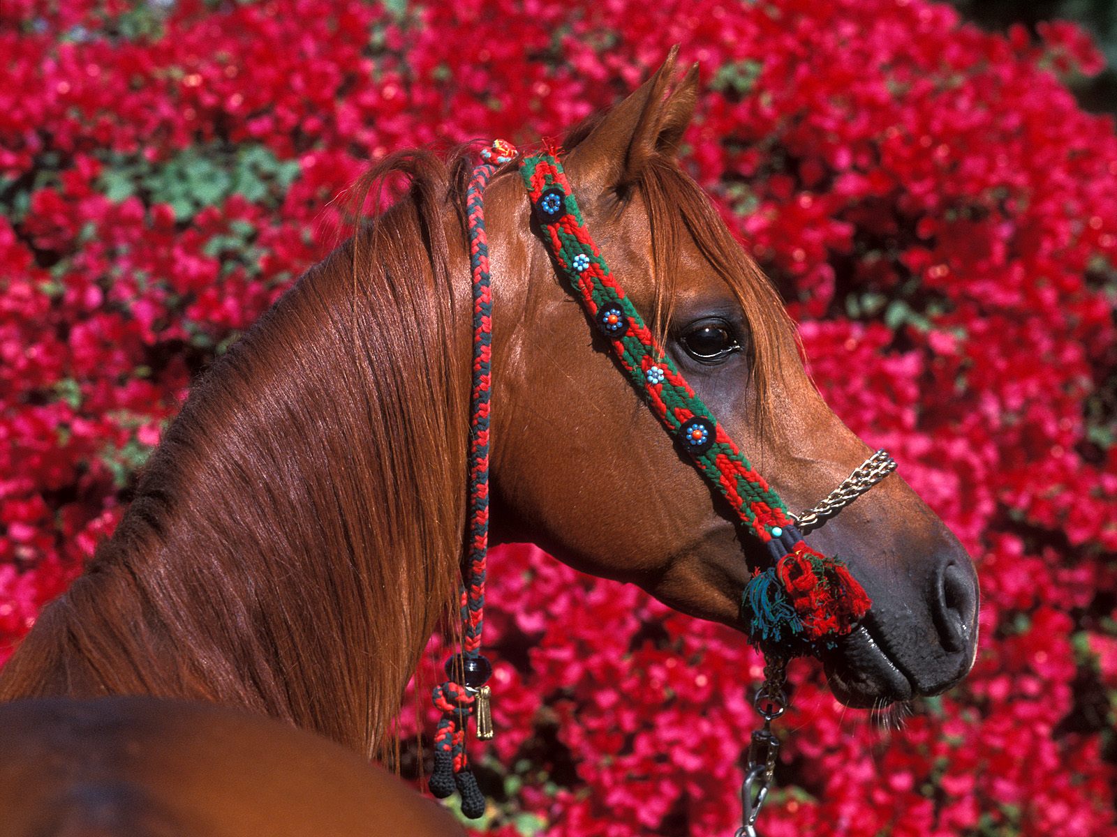 Fonds d'cran Animaux Chevaux 