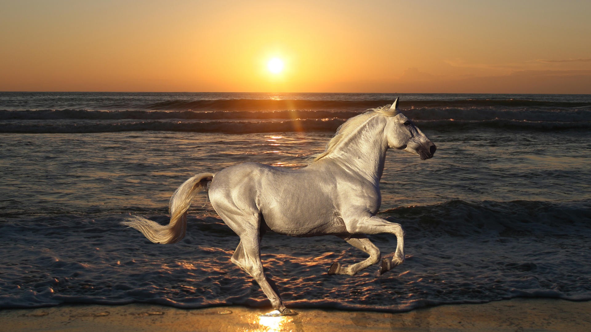 Wallpapers Animals Horses 