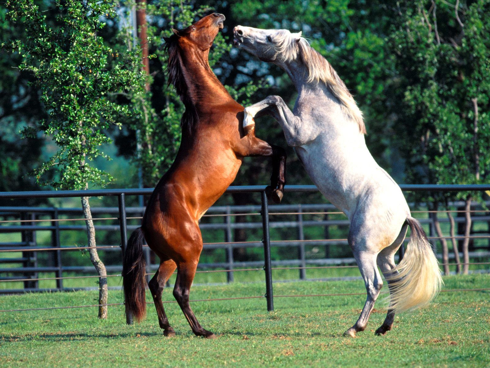 Fonds d'cran Animaux Chevaux 