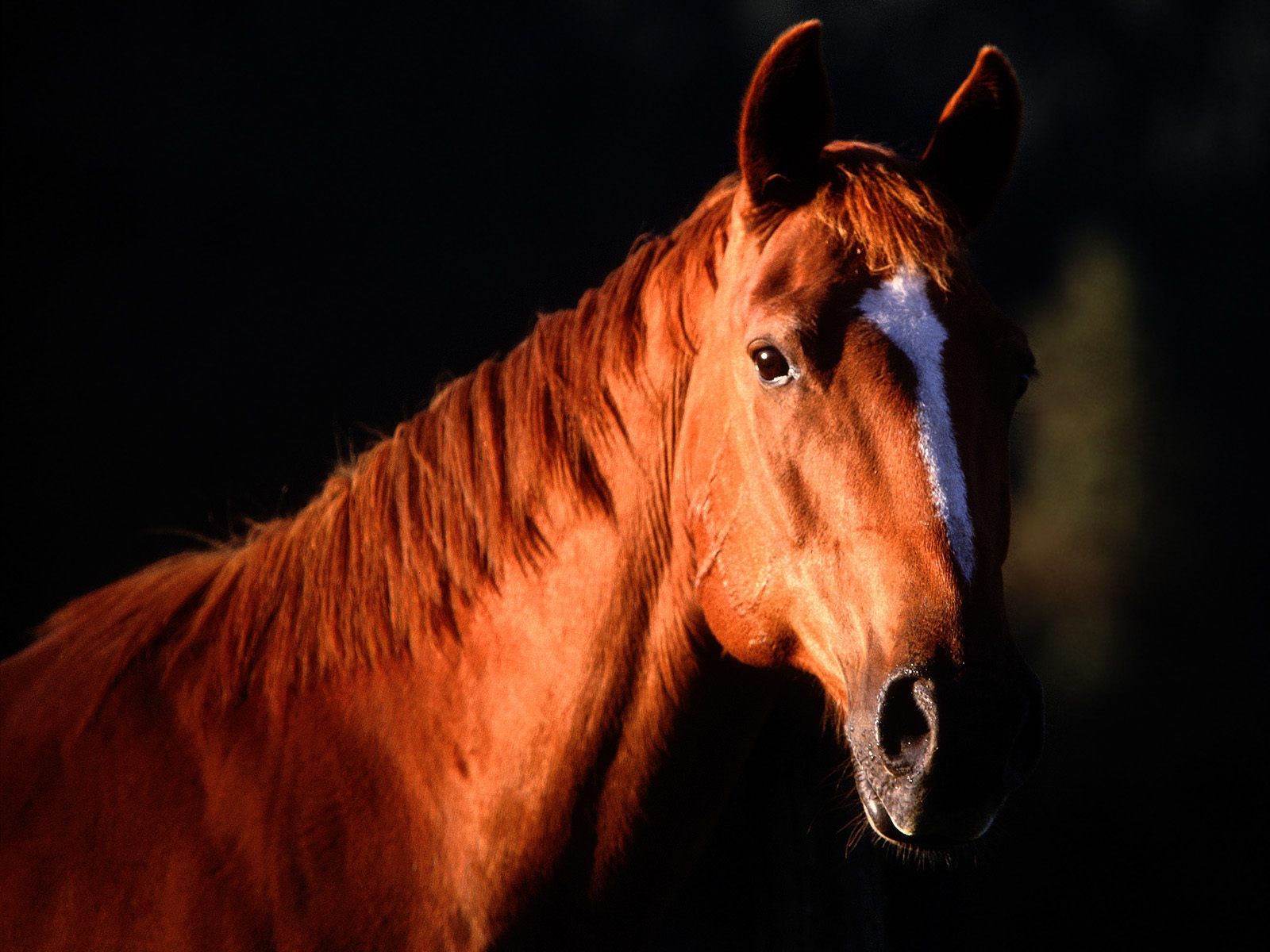 Wallpapers Animals Horses 