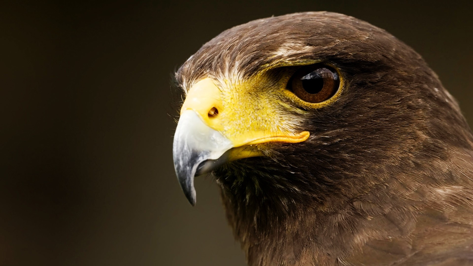 Wallpapers Animals Birds - Eagles 