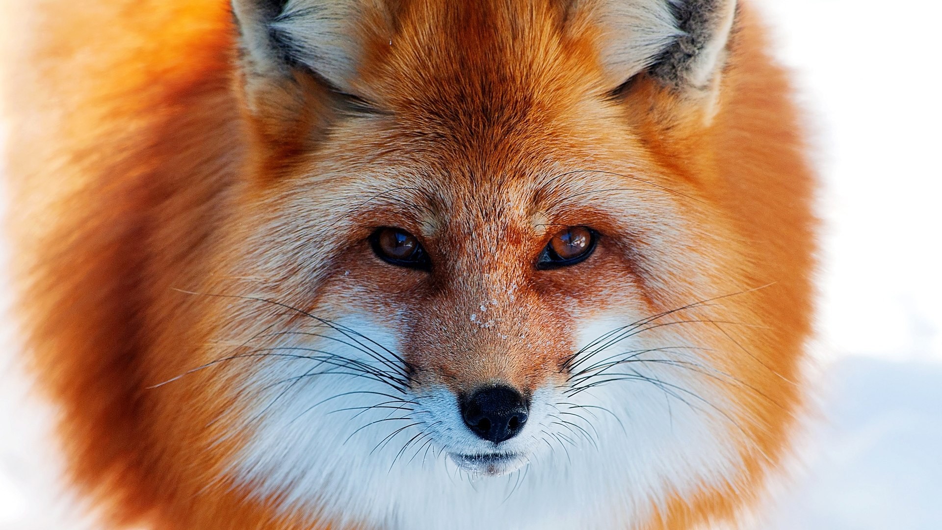 Wallpapers Animals Foxes 