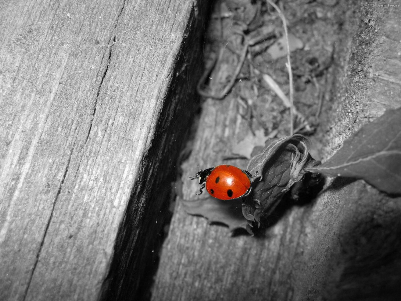 Wallpapers Animals Insects - Ladybugs 