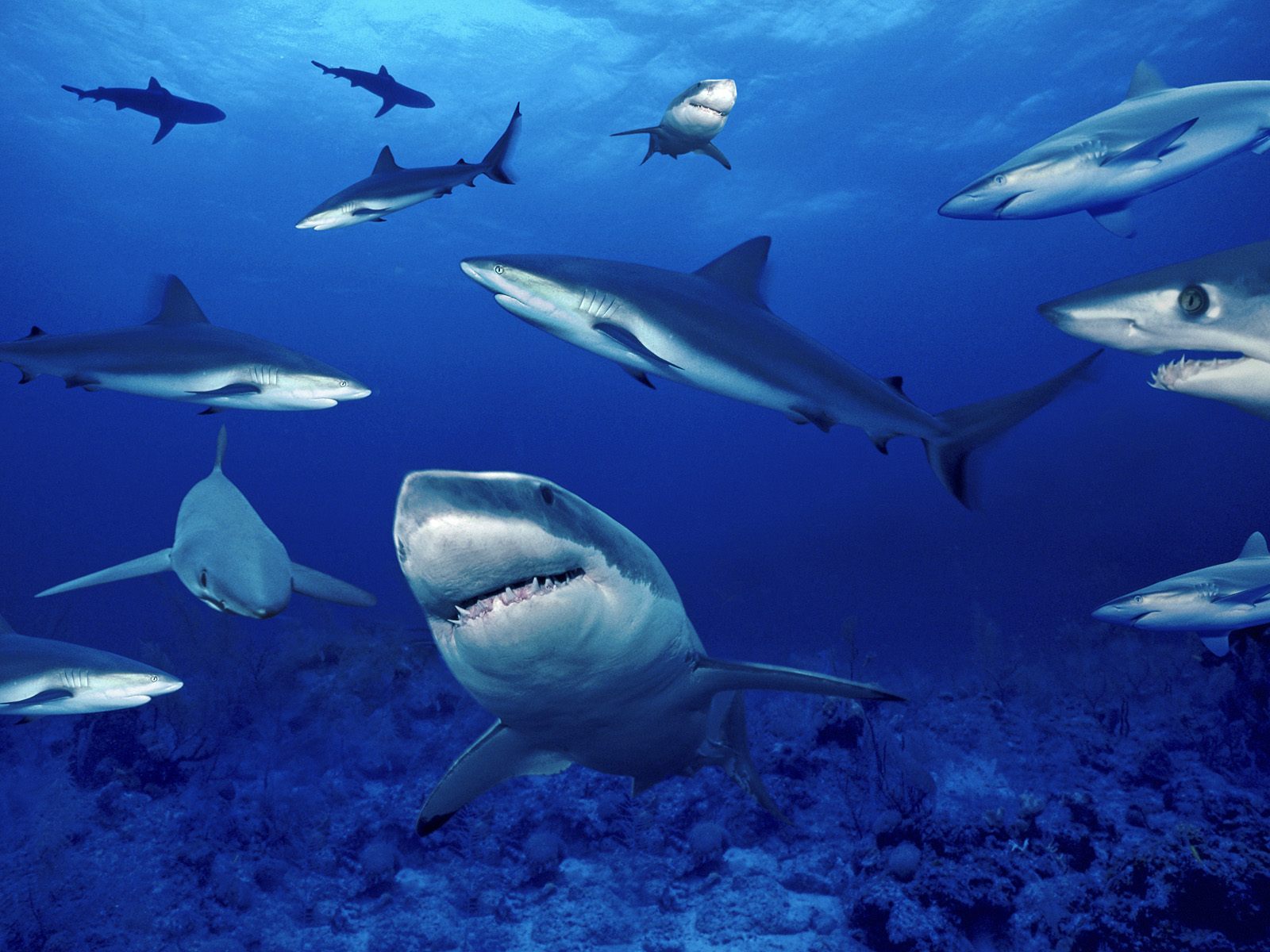 Wallpapers Animals Sealife - Sharks 