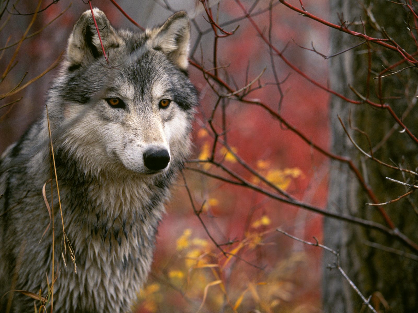 Wallpapers Animals Wolves 