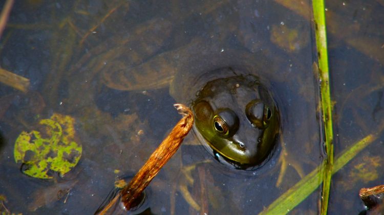 Fonds d'cran Animaux Grenouilles - Crapauds Grenouille01