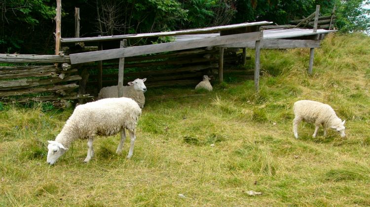 Fonds d'cran Animaux Moutons - Mouflons Wallpaper N362207