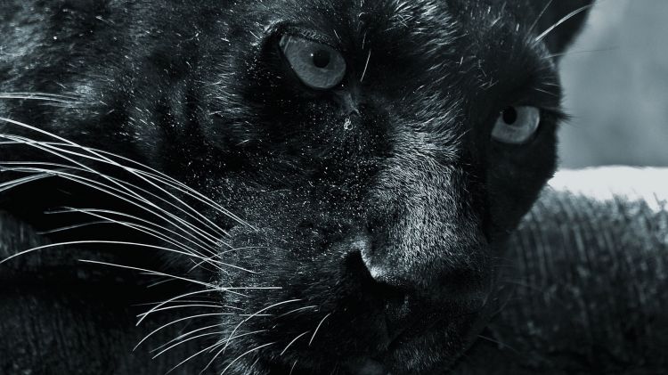 Wallpapers Animals Felines - Black panthers Wallpaper N362350