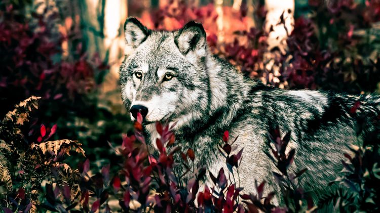 Wallpapers Animals Wolves Wallpaper N362351