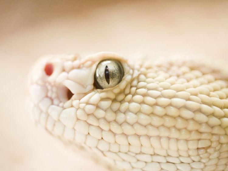 Wallpapers Animals Snakes Wallpaper N362360