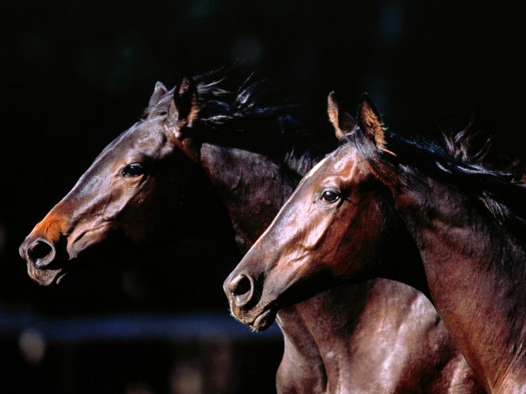 Fonds d'cran Animaux Chevaux Wallpaper N362365