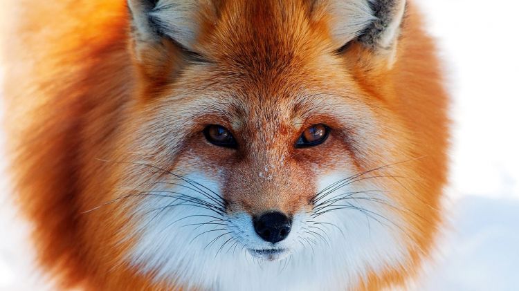 Wallpapers Animals Foxes Wallpaper N362335