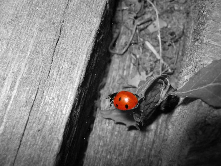 Wallpapers Animals Insects - Ladybugs Wallpaper N362334