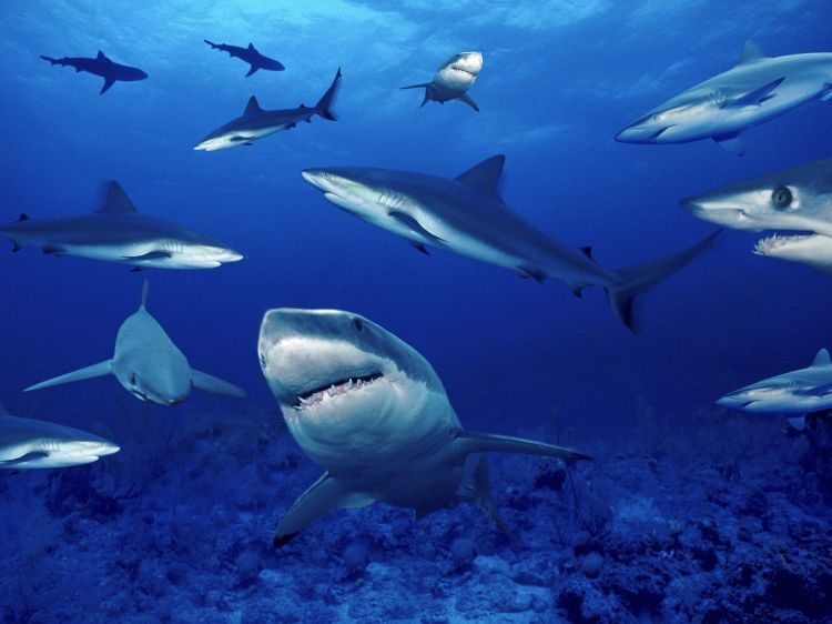 Wallpapers Animals Sealife - Sharks Wallpaper N362332