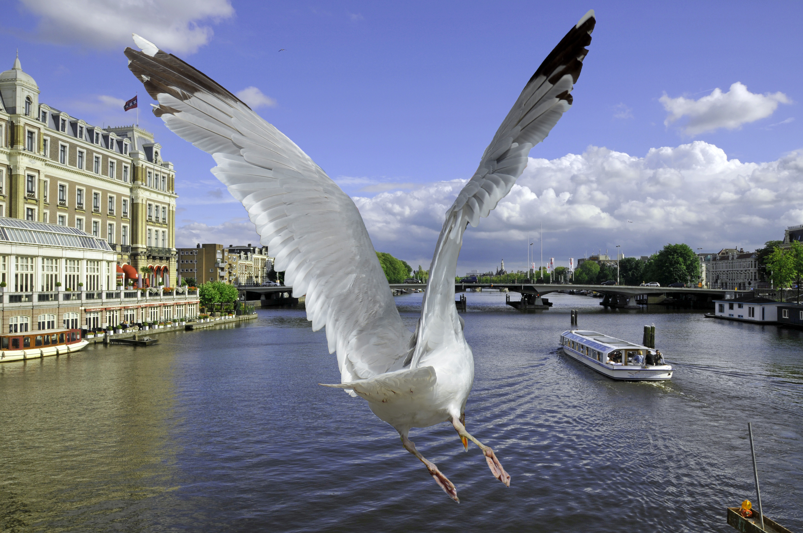 Wallpapers Animals Birds - Gulls Goeland en Hollande