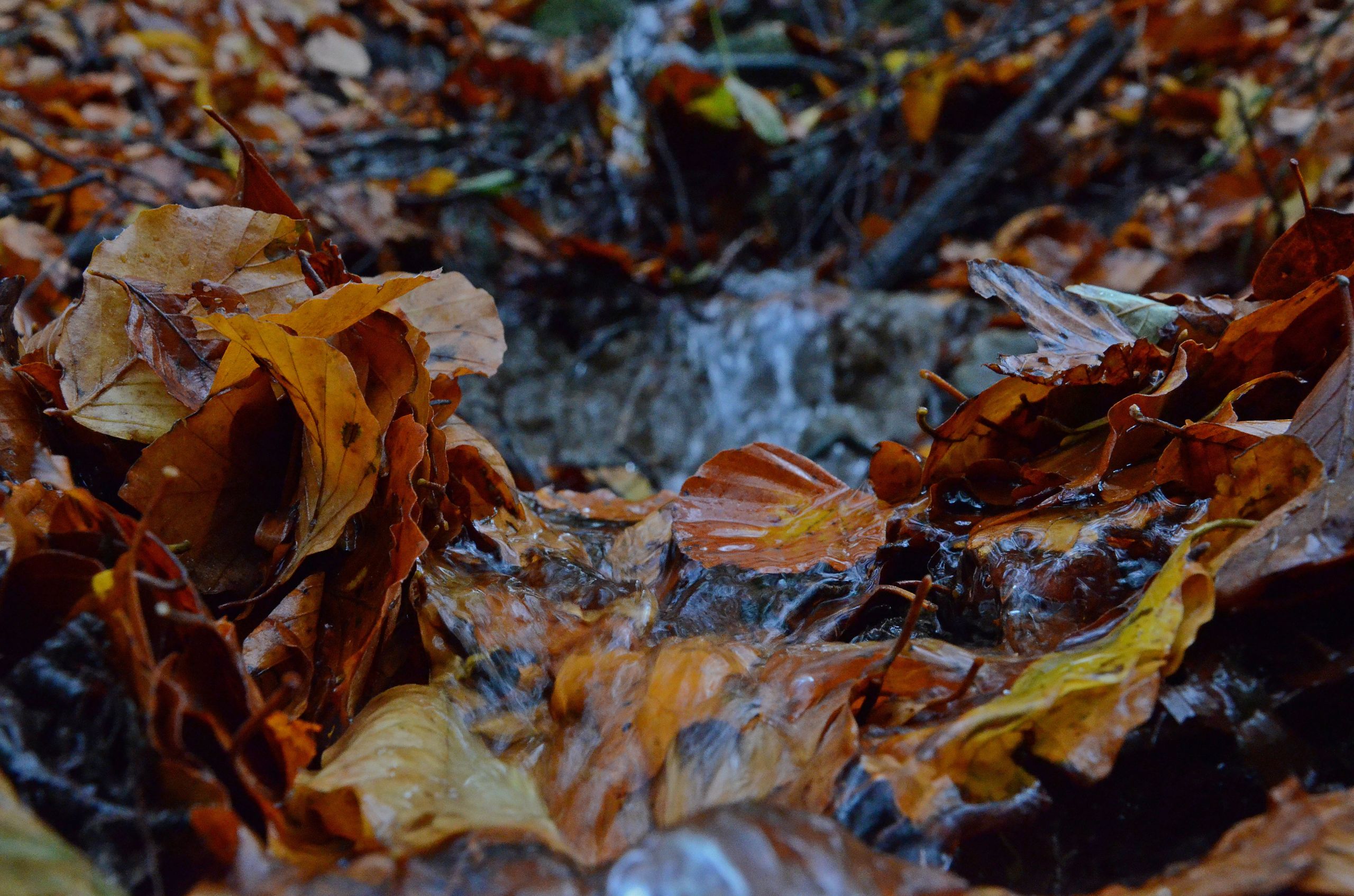 Wallpapers Nature Leaves - Foliage L'Automne sous son plus beau jour.