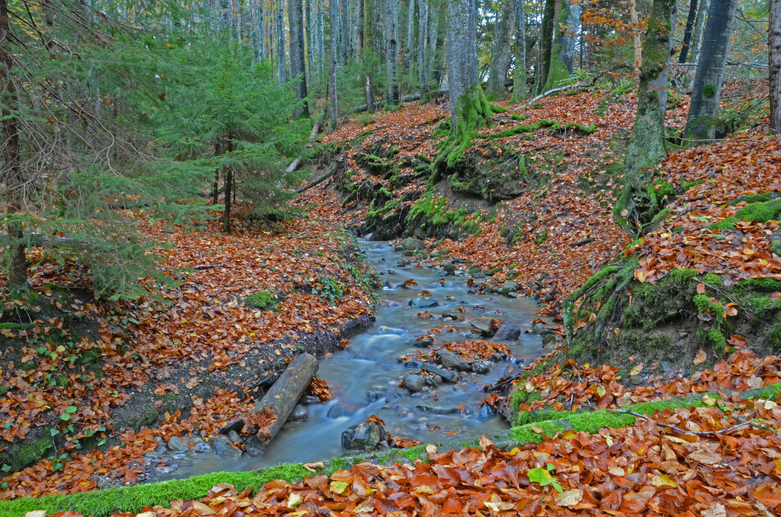 Fonds d'cran Nature Arbres - Forts L'Automne sous son plus beau jour.