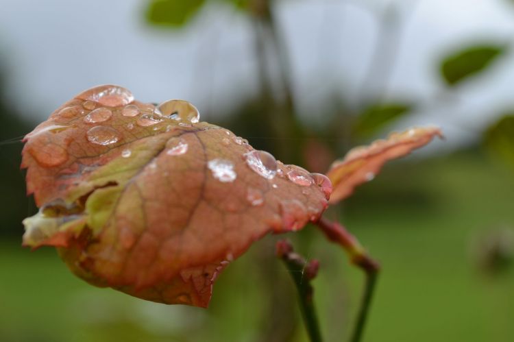 Wallpapers Nature Water - Drops la rose du matin 