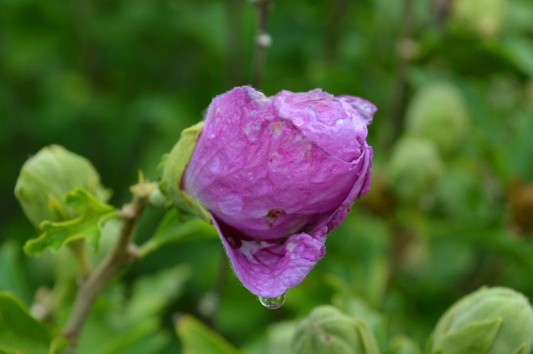 Wallpapers Nature Flowers fleur et goutte