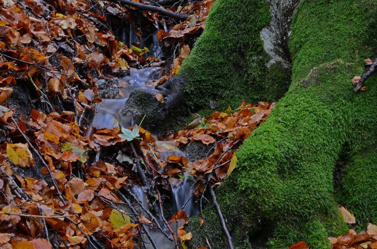 Fonds d'cran Nature Arbres - Forts L'Automne sous son plus beau jour.