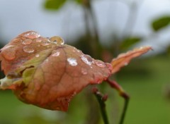  Nature la rose du matin 