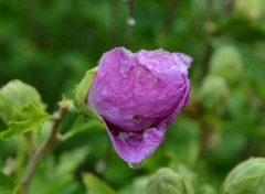  Nature fleur et goutte