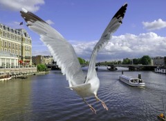  Animaux Goeland en Hollande