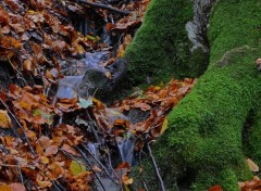  Nature L'Automne sous son plus beau jour.